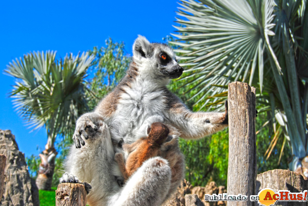 /public/fotos2/cria-de lemur-de-cola-anillada-26042012.jpg